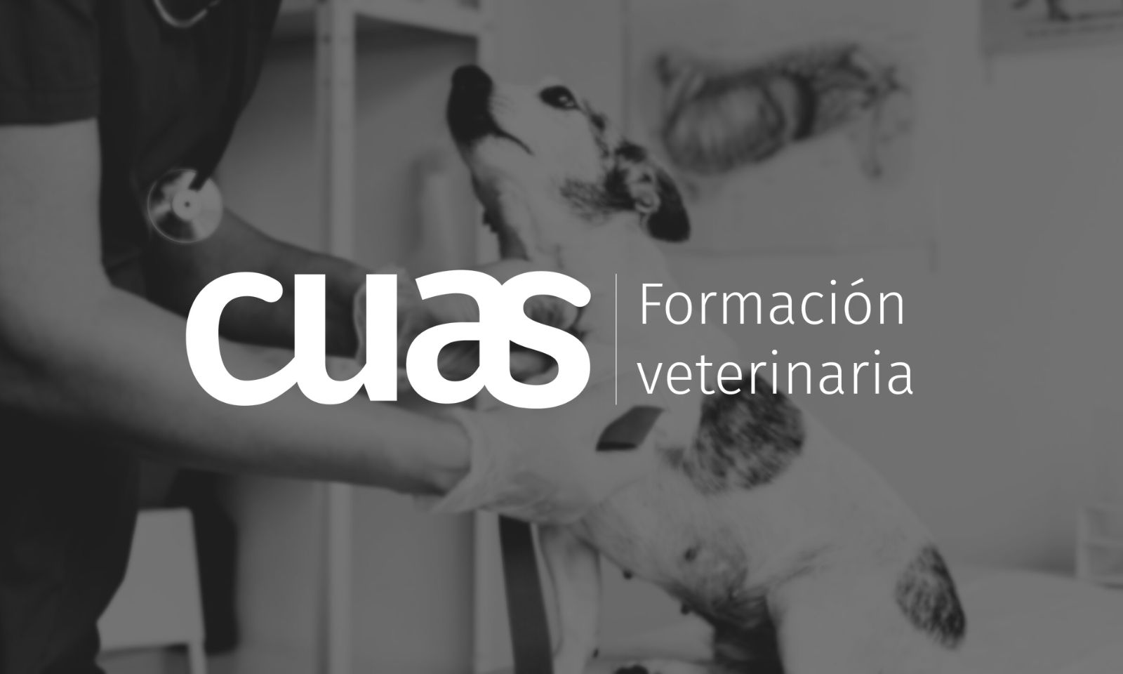 CUAS Veterinaria: aumento de conversión y mayor presencia digital